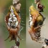 Cyclosa conica